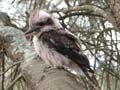 Young Kookaburra